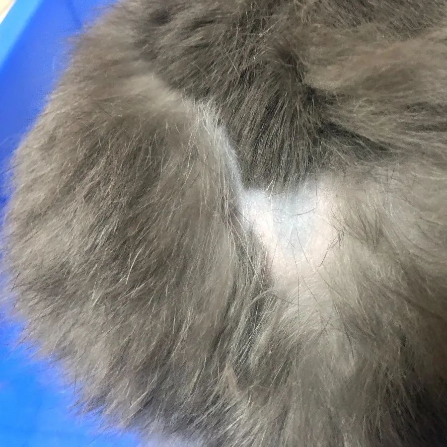 我的兔子秃了该怎么办？(图1)