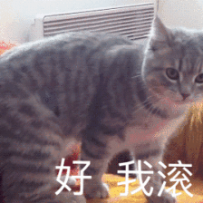 医生给出专业猫咪喂食方法(图7)