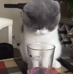 20岁老猫依然萌如小奶猫！保持猫咪童颜的秘诀只是简单一件事(图8)