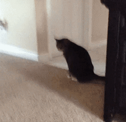 给猫「洗屁股」比洗澡更重要！猫做这沙雕动作时，要加倍注意(图2)