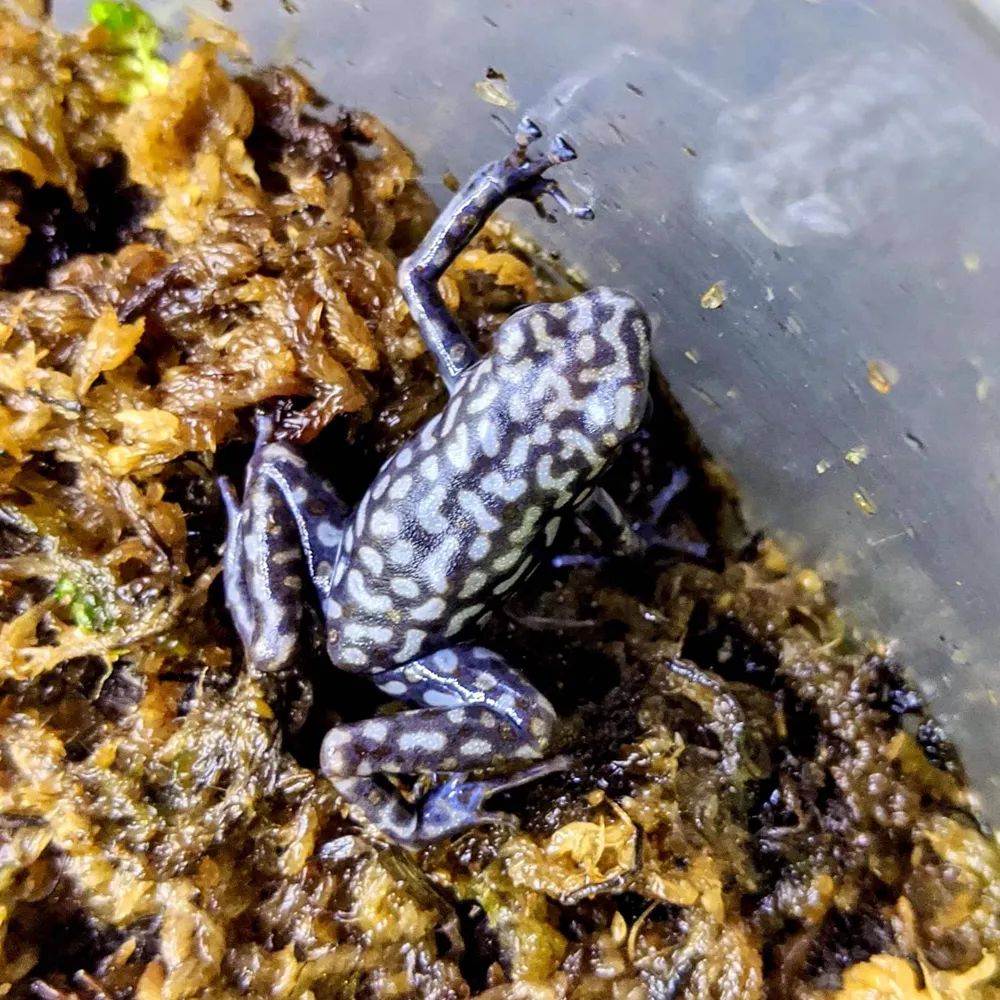 超级罕见的红眼白子“玻璃蛙”，却是蛙类饲养爱好者的梦幻级收藏！(图5)