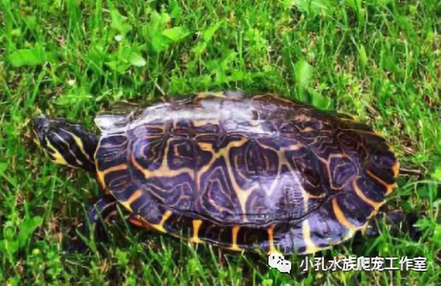 龟类品种大全(图14)