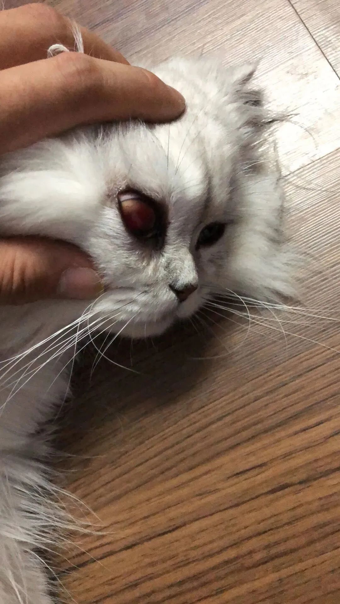 一周内两只猫外出洗澡，一死一伤！带猫去洗澡必须做好两件事(图6)