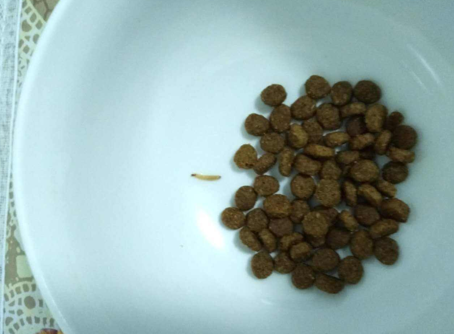 猫粮是否要放冰箱？这几件事没做好，猫粮易生虫甚至致癌(图1)