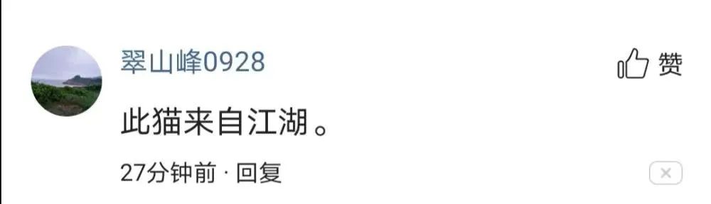 猫咪深夜外出被捕后拍照成网红！这么做，竟能让猫多活10年(图5)