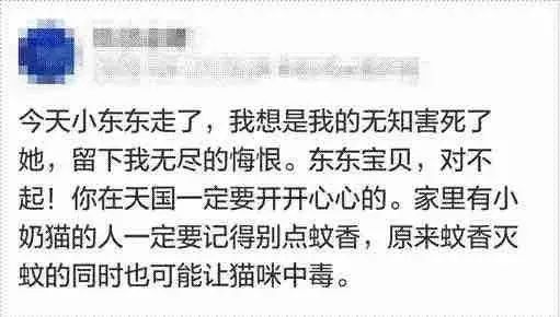 蚊子没赶跑，小奶猫反而被毒死了！夏天这样驱蚊才不伤猫(图1)