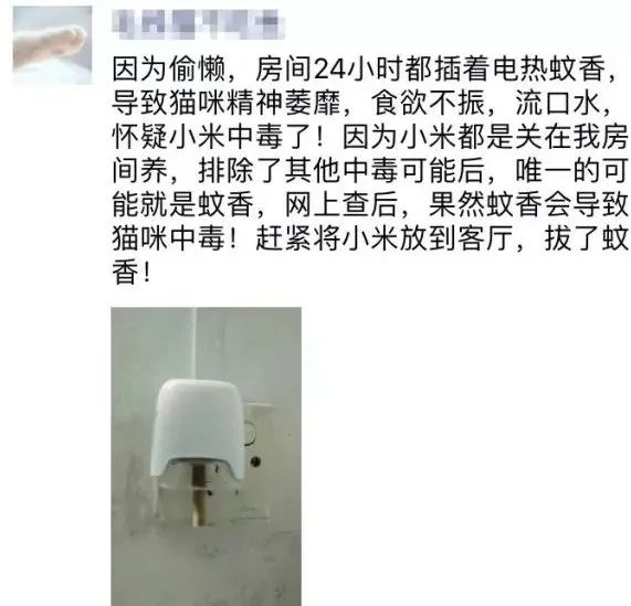 蚊子没赶跑，小奶猫反而被毒死了！夏天这样驱蚊才不伤猫(图2)