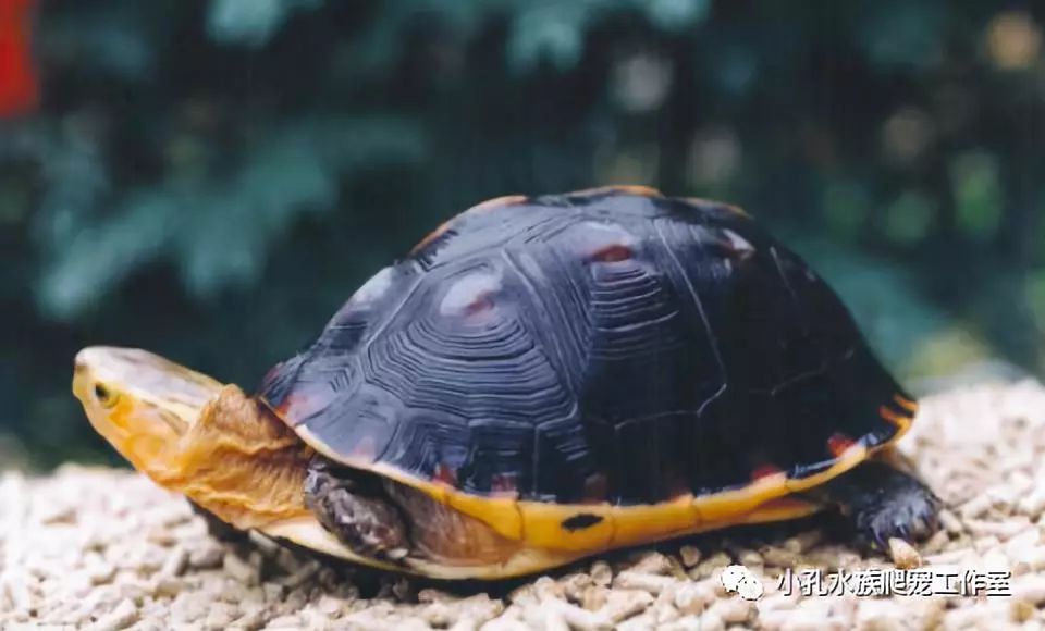 龟类品种大全(图4)