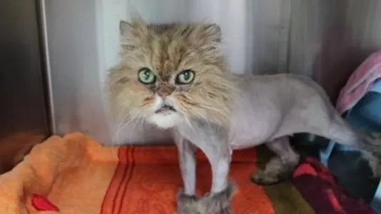 为猫咪刮毛可能害了猫，有喵因此抑郁！37度高温来袭如何?；っ?图8)