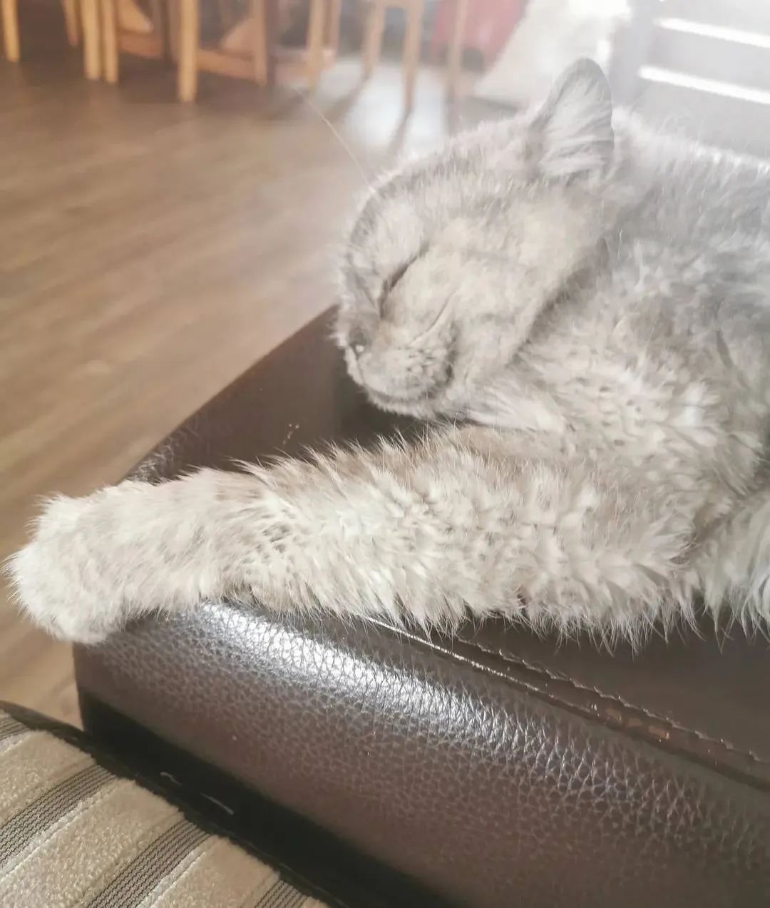 猫咪把米桶当猫砂盆，埋得太深几天后才发现！怎样教育做坏事的猫(图4)