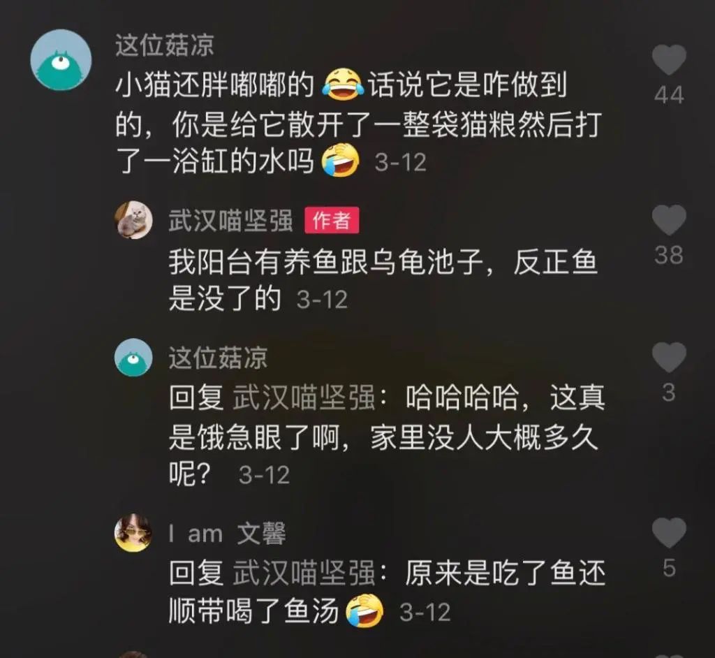 主人全家住院，母猫独自在家40天生一窝奶猫！猫真不会感染新冠(图5)