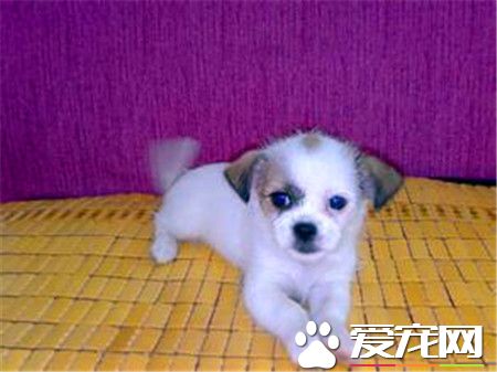 蝴蝶犬怎样练习如厕 蝴蝶犬想上茅厕的时间来练习