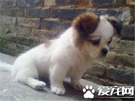 蝴蝶犬怎样练习如厕 蝴蝶犬想上茅厕的时间来练习