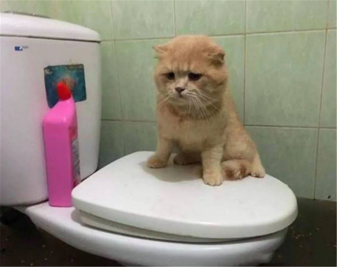 让猫咪像人一样蹲厕所是害猫！多久铲屎一次对猫最好？(图8)