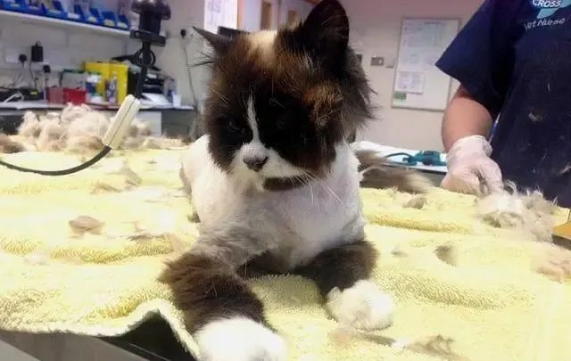 布偶两年没洗澡猫毛打结半斤重，被主人抛弃！养长毛猫做好这些事(图2)