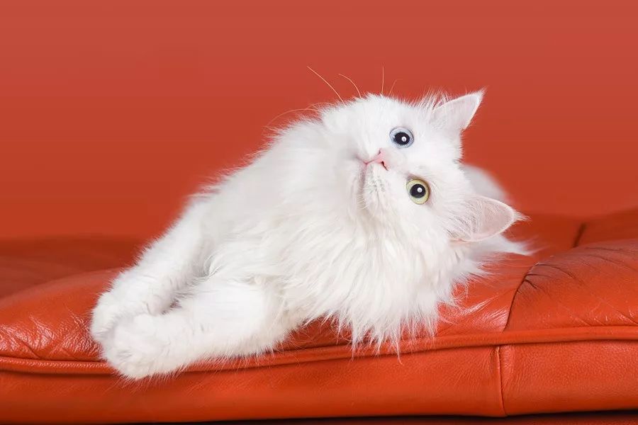 中国人最喜欢养的五种猫！你家主子入选了吗？(图14)