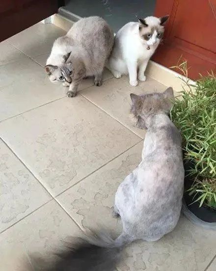 为猫咪刮毛可能害了猫，有喵因此抑郁！37度高温来袭如何保护猫(图4)