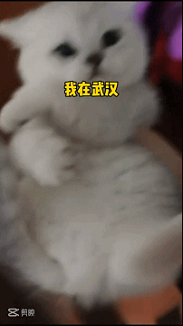 主人全家住院，母猫独自在家40天生一窝奶猫！猫真不会感染新冠(图4)