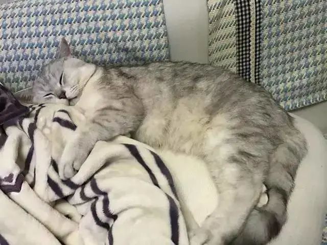 猫咪绝育后突然死亡，医院说是心脏病！来看看你家主子是否有风险(图8)