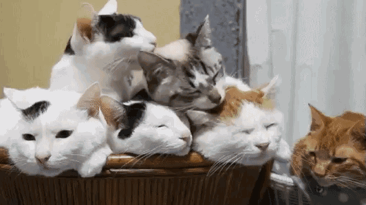 摸了猫咪之后，喵居然马上舔毛！这代表猫主子嫌弃我了吗？(图6)