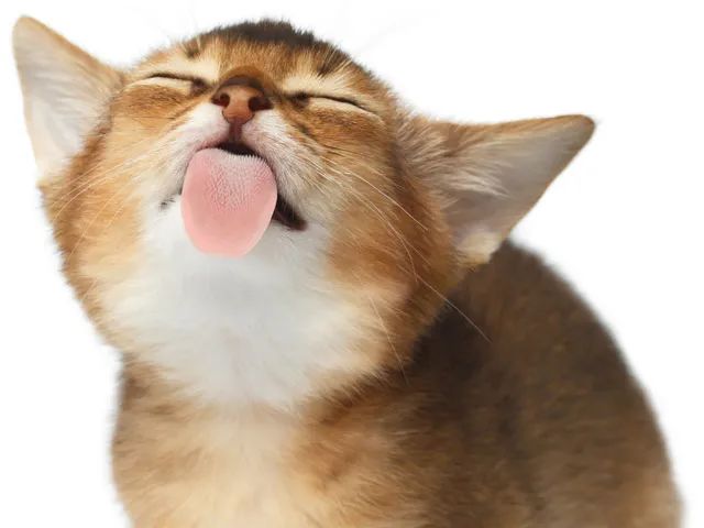 摸了猫咪之后，喵居然马上舔毛！这代表猫主子嫌弃我了吗？(图1)