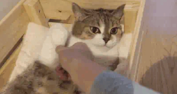 猫咪去世三年后，我才发现它也非常爱我！别错过这些猫咪爱的表示(图2)