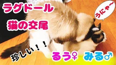3万元布偶猫配种时跳楼死亡！做好一件事，猫狗寿命增加三成(图6)
