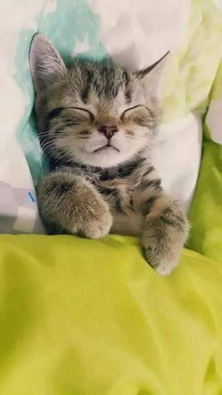猫咪包治百病延长寿命！几岁开始养猫最好？(图4)