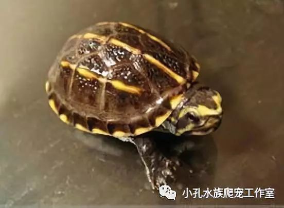 龟类品种大全(图15)