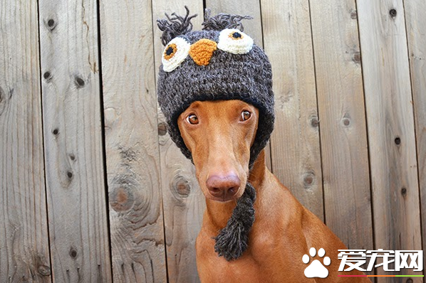 法老王猎犬怎样练习 赞美是犬最喜佳的一种练习办法