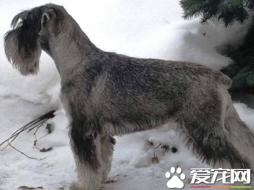 雪纳瑞练习巨细便 练习在固定场所巨细便