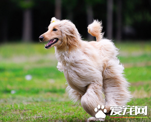 阿富汗猎犬熟习方式 熟习时间没有要胜过十五分钟