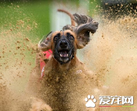 阿富汗猎犬熟习方式 熟习时间没有要胜过十五分钟