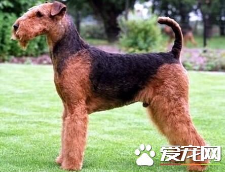 全能梗怎样练习 练习用饭要定点定量喂狗狗用饭