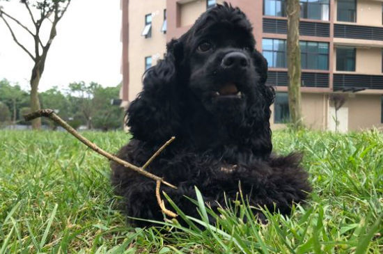 怎样练习可卡犬