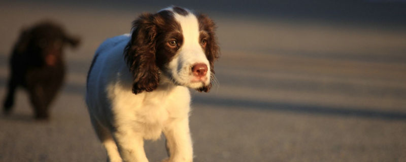 史宾格犬几个月练习