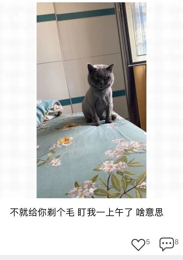布偶突然变黑丑爆了，仿佛换了一只猫！原来因为主人做错这件事(图8)