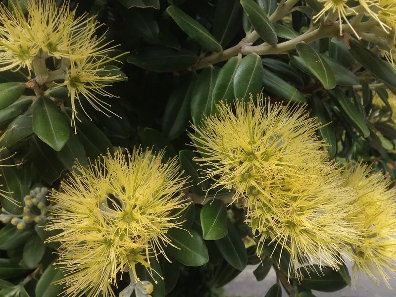 从瑞士爬友的“荧光黄”新西兰绿树守宫说起，浅谈这些爬圈“神物”(图47)