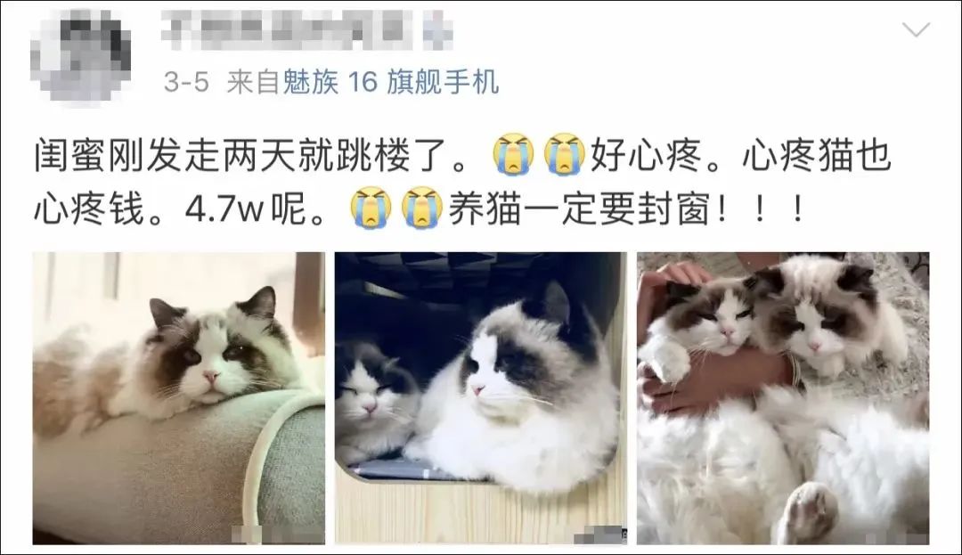 5万块买的布偶没几天就跳楼！养猫必须做好这4件事(图1)