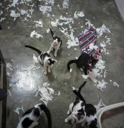 猫咪拆家搞破坏，可能因为想你了！(图9)