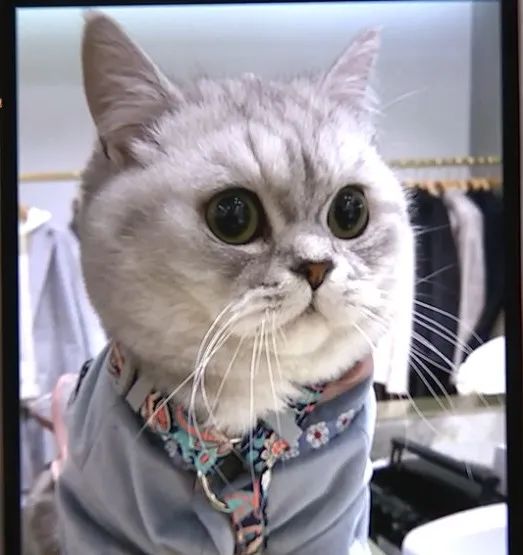 猫咪洗澡后这一步骤完全没必要！又有几只猫接连因此不幸死亡(图6)
