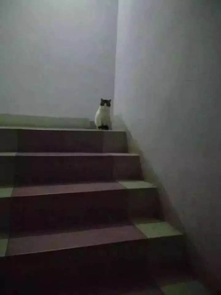 猫咪去世三年后，我才发现它也非常爱我！别错过这些猫咪爱的表示(图1)