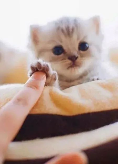 猫咪包治百病延长寿命！几岁开始养猫最好？(图1)