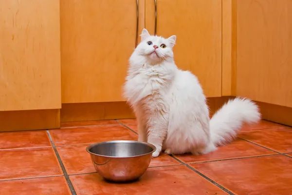 你喂猫的方法错了！专家说用猫碗喂猫粮，不如这样吃(图1)