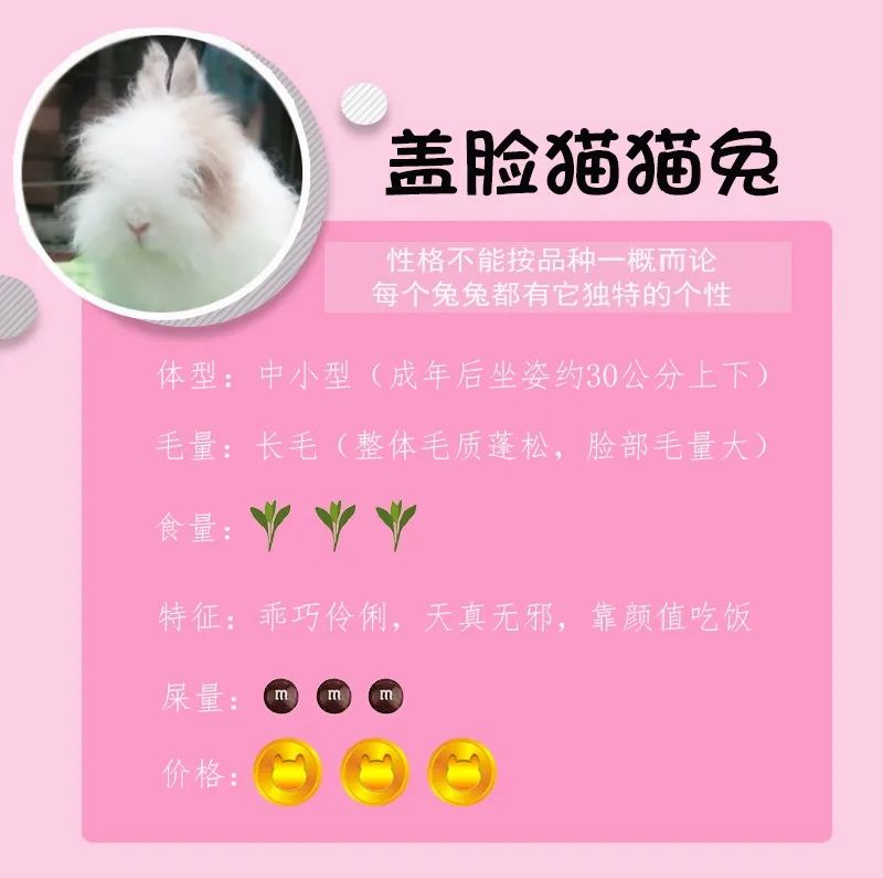 若你内心不够强大，千万不要去养兔子(图4)