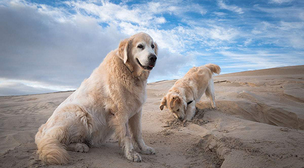3-金毛寻回犬.jpg