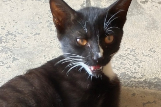 猫腹水怎样引起的