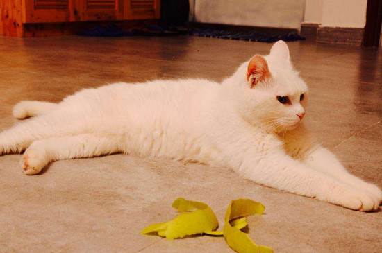 猫挑食怎样办，改正猫咪挑食的方式