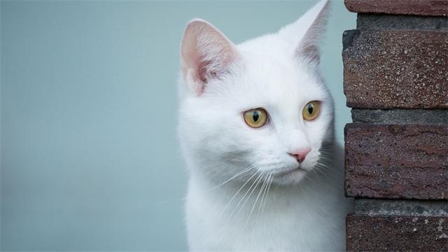 猫咪有洁癖，猫窝必定要干洁哦！