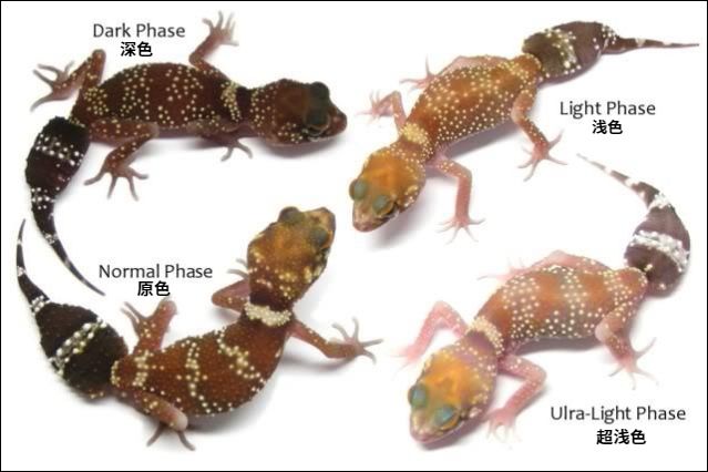 曾经被踢出珠尾虎属的星点守宫，国外爬友都在玩点什么新花样！(图10)